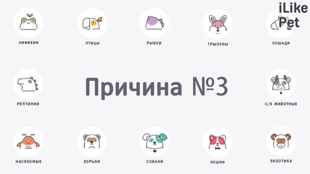 Зачем кошка ест несъедобные предметы? смотреть онлайн