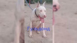 Каких собак ❗НЕЛЬЗЯ❗ выгуливать без поводка и намордника, а каких ✔️МОЖНО✔️