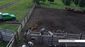 Лошадей уникальной новоалтайской породы разводят в Алтайском крае