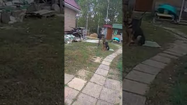 Тренировка вредной немецкой овчарки смотреть онлайн