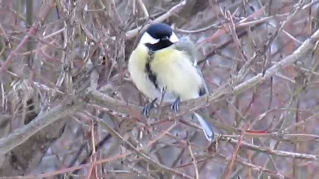 Сойки. Суворовский парк. Парк "Фили" смотреть онлайн