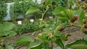 Контрольная обработка ежевики от клеща.