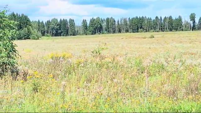 зу д. Мостки :549 смотреть онлайн
