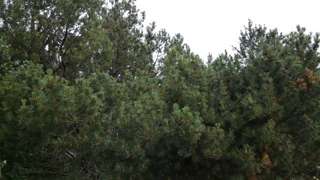 Горная сосна I Pinus mugo смотреть онлайн