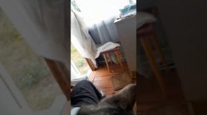 Rolf 3D ошейник для кошек, от блох и клещей.Распаковка, Установка коту подростку.