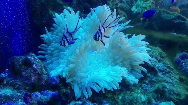 250л. 22.02.15. Утро в аквариуме. Тюлевые апогоны в актинии. смотреть онлайн