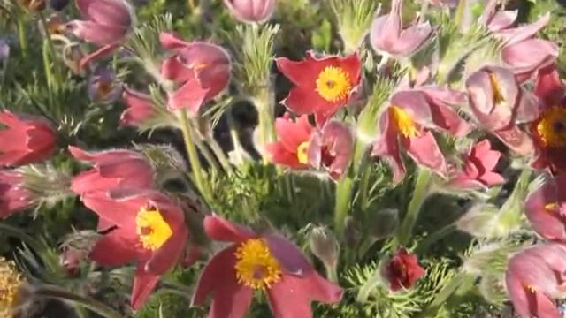 Прострел красный.Позднего срока цветения.Украшение для весеннего сада! смотреть онлайн