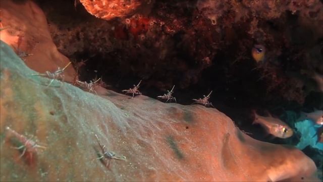 Алиса Валяшка - Королевство Сказок - Сказки по телефону - Сказки для детей смотреть онлайн
