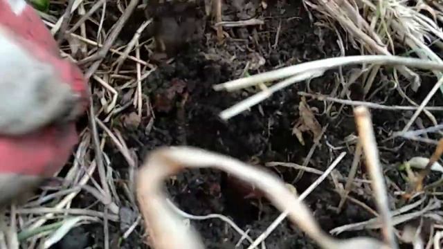 Посадка желудей с. Выпово, Владимирской области. смотреть онлайн