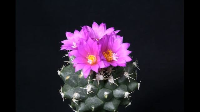 Turbinicarpus nikolae смотреть онлайн