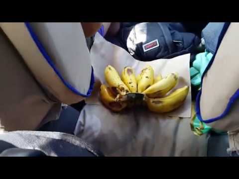 Занзибар. Бананы апплеспайсовые. смотреть онлайн