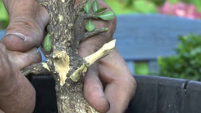 Buxus Buchsbaum Boxwood Make A New Bonsai