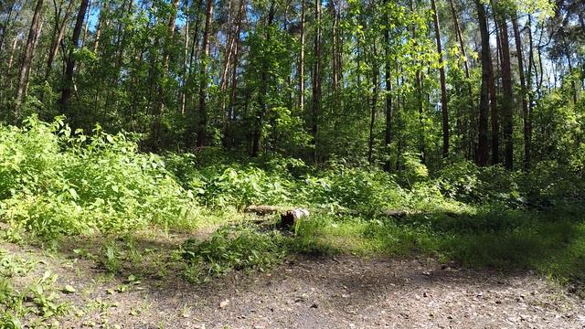 Россия, Люберцы, весенний лес - Релакс // Russia, Lyubertsy, spring forest - Relax смотреть онлайн