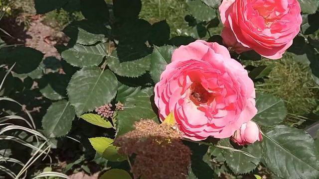 роза на штамбе 