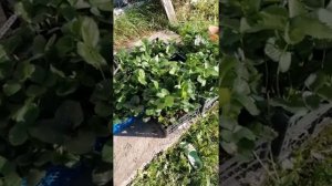 Пришла рассада клубники. Обработка перед посадкой. #клубникатюмени