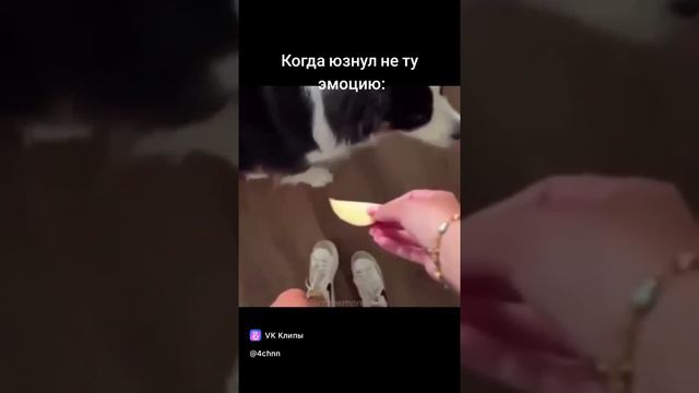 Лайки и подписки взаимно! #смешные #животные #фейлы #смешныеживотные #угар #ржака #коты #собаки #рек смотреть онлайн