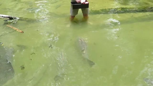 Barramundi feeding. смотреть онлайн