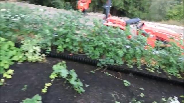 4- 5 августа какие изменения на участке . смотреть онлайн