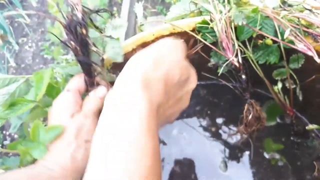 Делением куста размножим землянику. смотреть онлайн