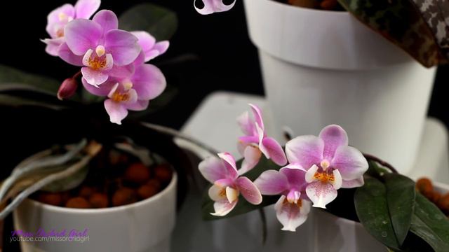 Orchid family portrait - Phalaenopsis schilleriana and hybrids смотреть онлайн