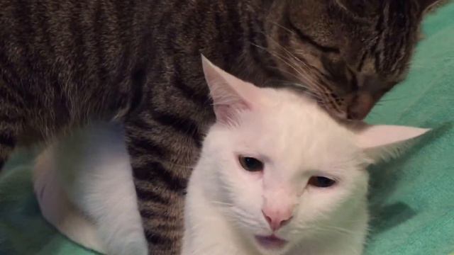 Хрюша облизывает Мальчона смотреть онлайн