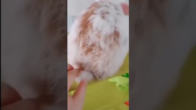 Хвост у кролика длинный? смотреть онлайн