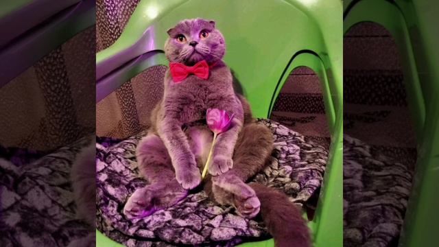 Тимоша - поздравляет меня, с днём рождения! 🥰🐱🌺 смотреть онлайн