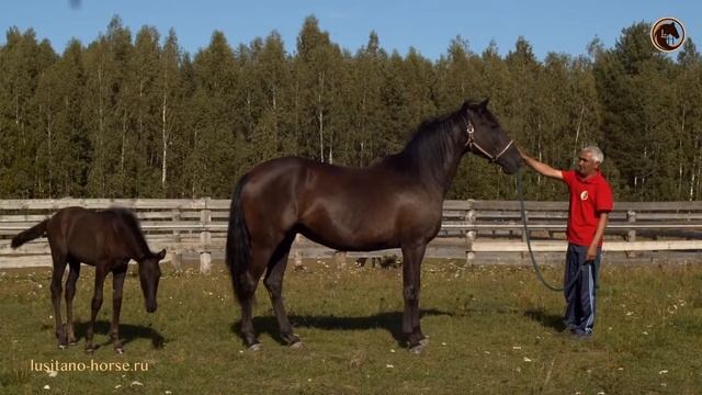 Лошадь породы Лузитано - Багира смотреть онлайн