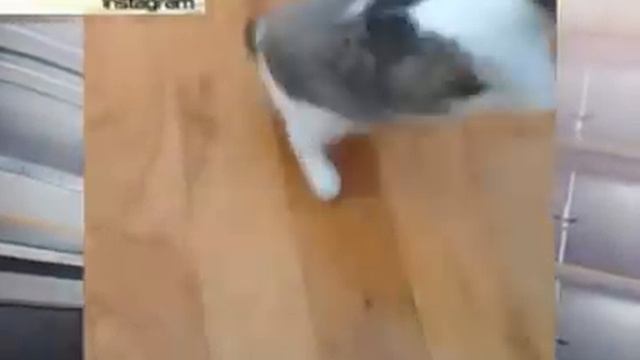 Двулапый котенок из США стал звездой Сети