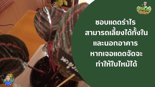 คล้านกยูงแดง Calathea Dottie| แม่อุ๊พาปลูกทรัพย์ смотреть онлайн