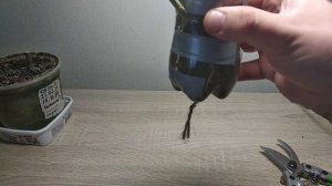 Укоренение фундука. Образовались корни на окулировке. Снимаю контейнер.