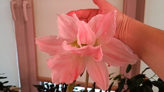 09.01.23.Гиппеаструмы.. мой уход после цветения. смотреть онлайн