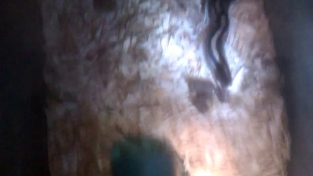 Papa snake poop crap first filmed ever. alien invasion real raw uncut stinky смотреть онлайн