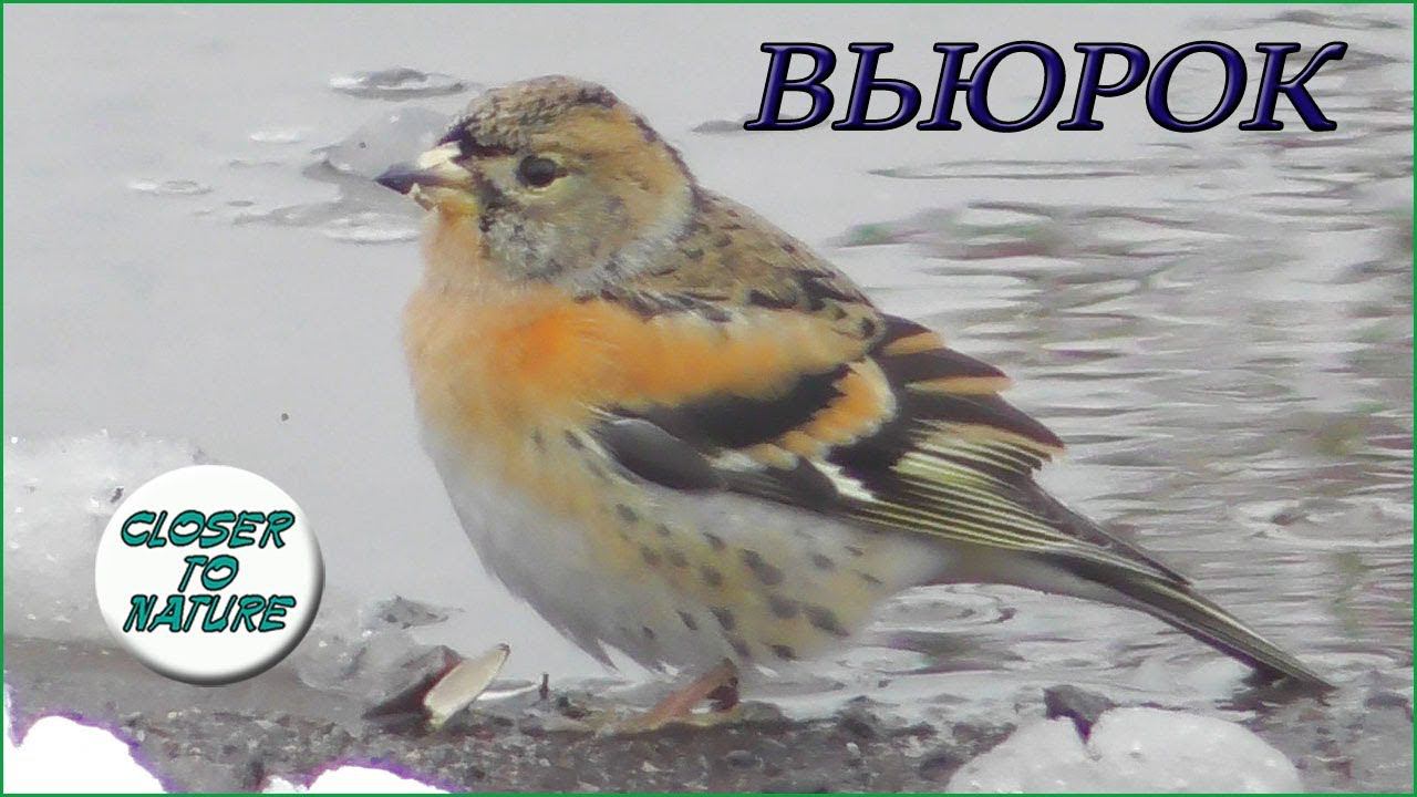 Вьюрок клюет семечки и пьет водичку / Brambling / Peppola смотреть онлайн