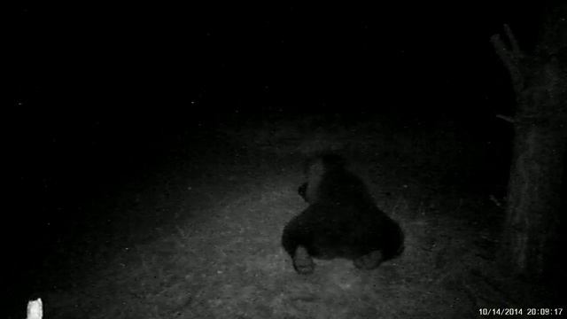 Учет численности медведей проводится в Нижегородской области смотреть онлайн