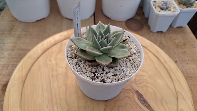 Suculentas  Actualización Un Mes Después #plantas #jardin #garden #flores #viral #flowers #sucullen