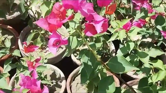 Bougain villea plants very nice plants.thats flower bunch of caries