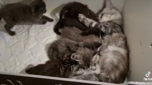 Многодетная мамочка Мейн-ку́н Ева с новорожденными котятами.