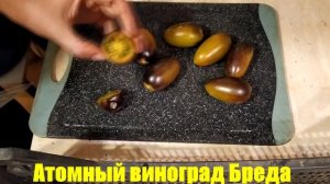 Разрез и дегустация экзотического томата Атомный виноград Бреда