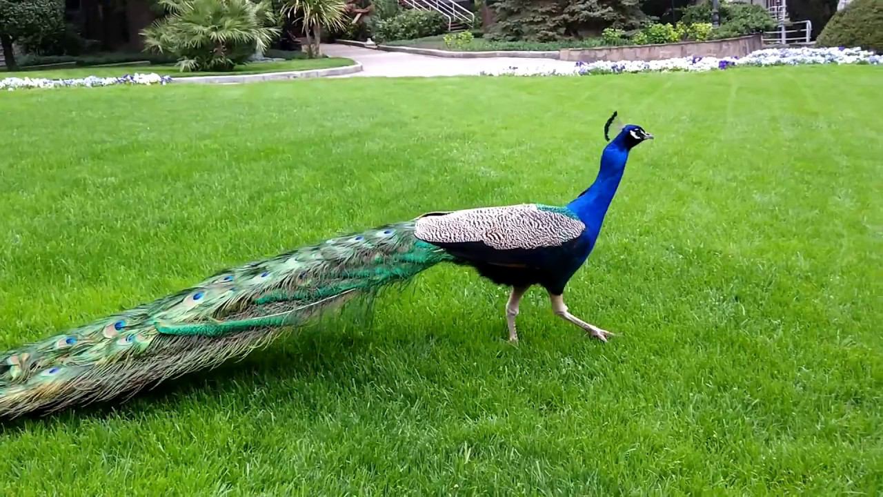 Павлин парк Айвазовского 2017