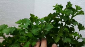 Почему гниют черенки ПЕЛАРГОНИИ ( ГЕРАНИ) !!!