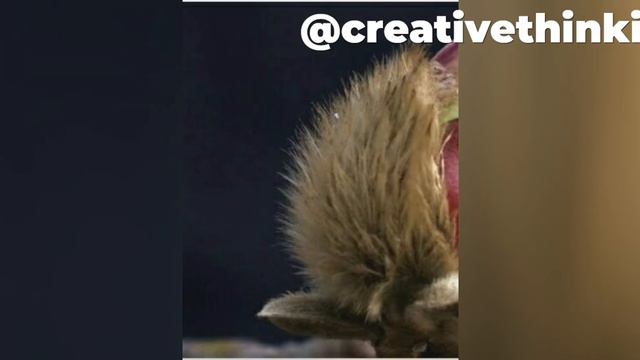 Bird type flower First video | Chinese Flower | Yulan Magnolia | Creative Thinking смотреть онлайн