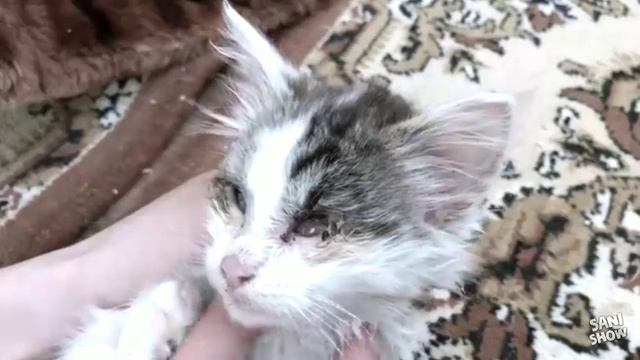 Помогите им :( продвиньте это видео, зайдите на канал (SANISHOW) пожалуйста... смотреть онлайн