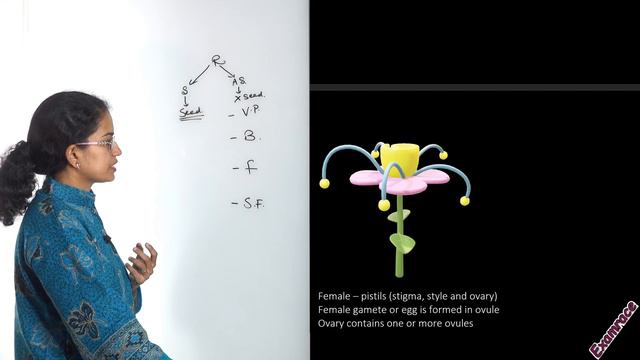 NCERT कक्षा 7 विज्ञान अध्याय 12: पौधों में प्रजनन (NSO / NSTSE)