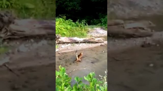 Бенгальская кошка и вода