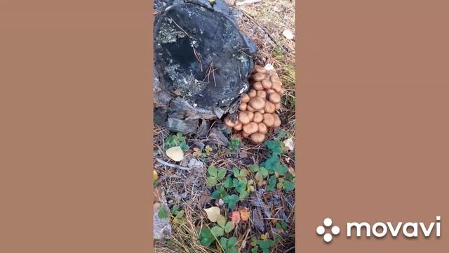 ОЧЕНЬ МНОГО ГРИБОВ?ОПЯТА!!! смотреть онлайн