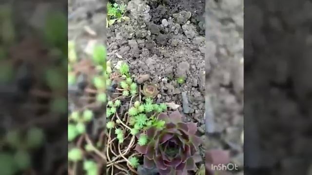 Эпизод 22: "Альпийская горка на даче-удаче? Без проблем!!!" смотреть онлайн