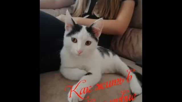 Копия видео "Девочка-подросток подарила брошенному котенку шанс поверить в доброту людей" смотреть онлайн