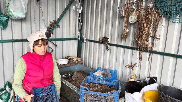 Подготовила клумбу к весне. Сделали дорожку. Посадила тюльпаны. смотреть онлайн