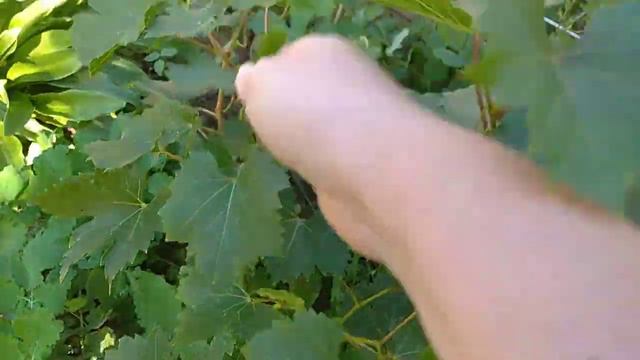 Виноград и чистотел - идеальные соседи. Мои эксперименты с растениями. смотреть онлайн